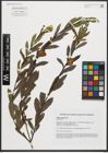 Foto von Salix purpurea L.